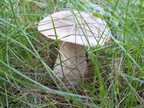 DSCF8237