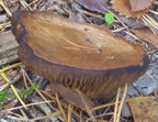 DSCF8249