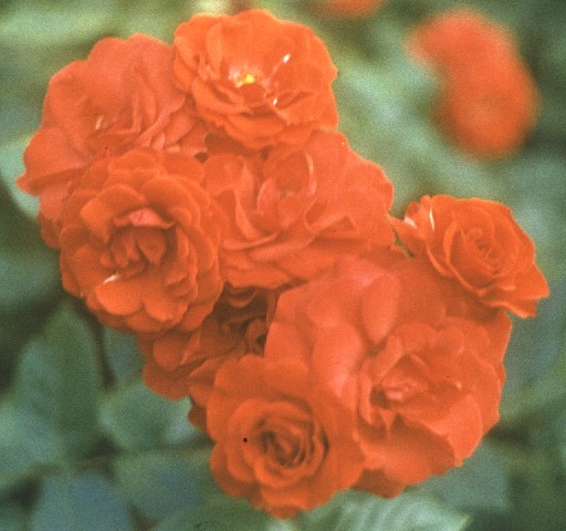 roses.jpg
