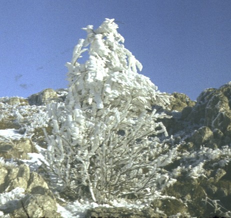 snow_tree.jpg